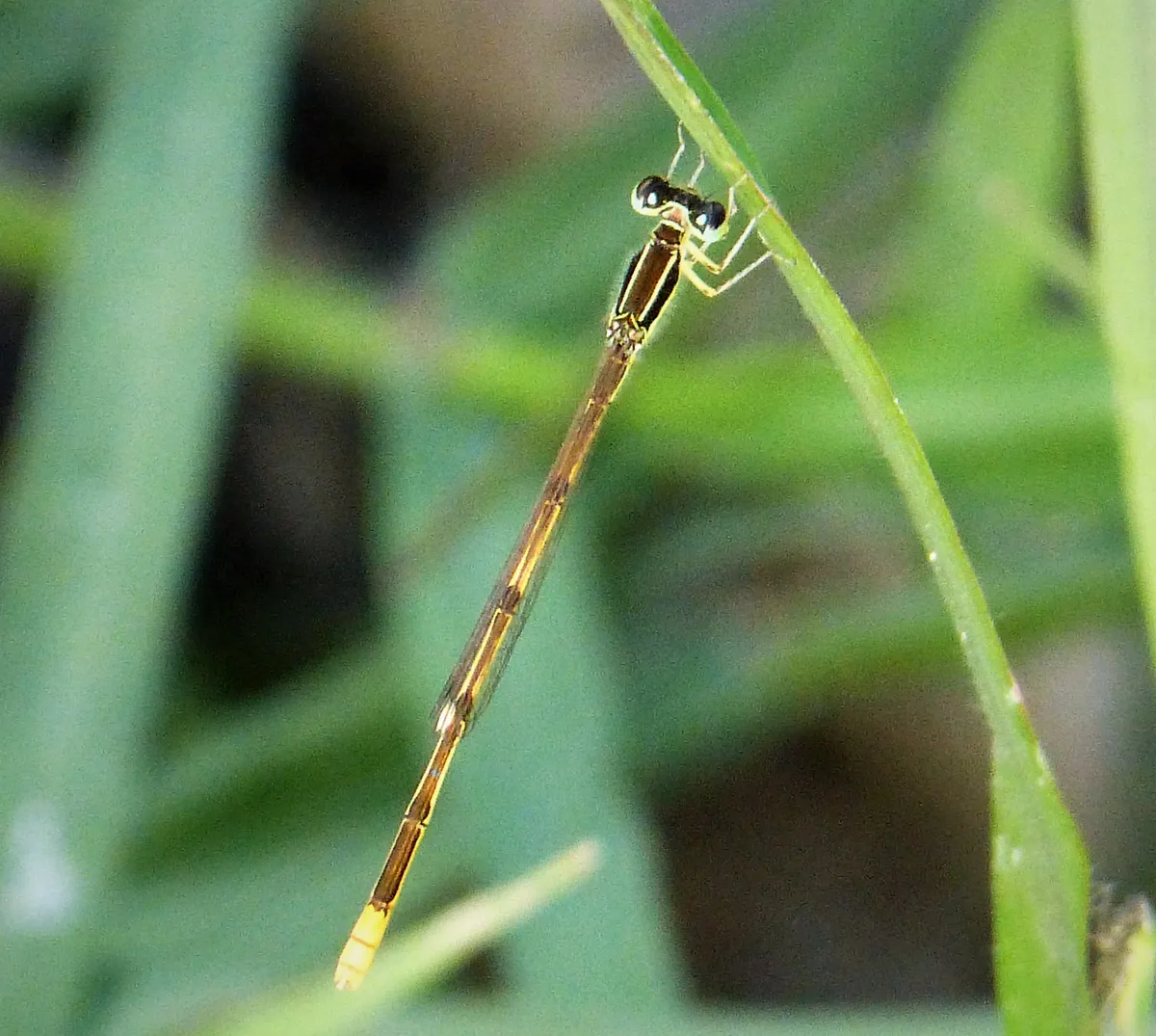 Citrine Forktail