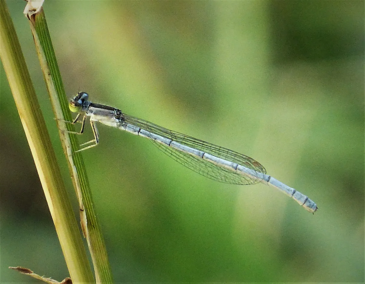 Citrine Forktail