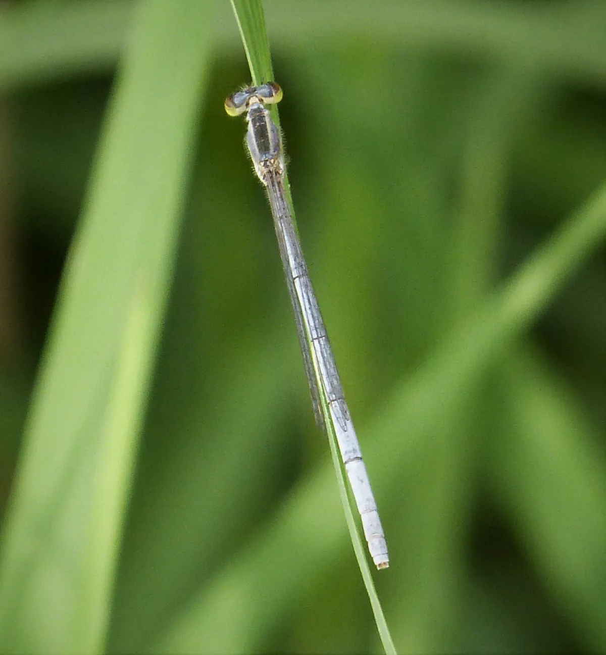 Citrine Forktail