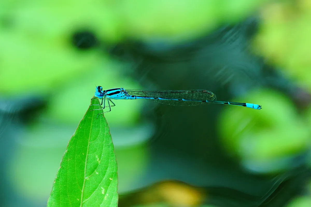 Ischnura heterosticta