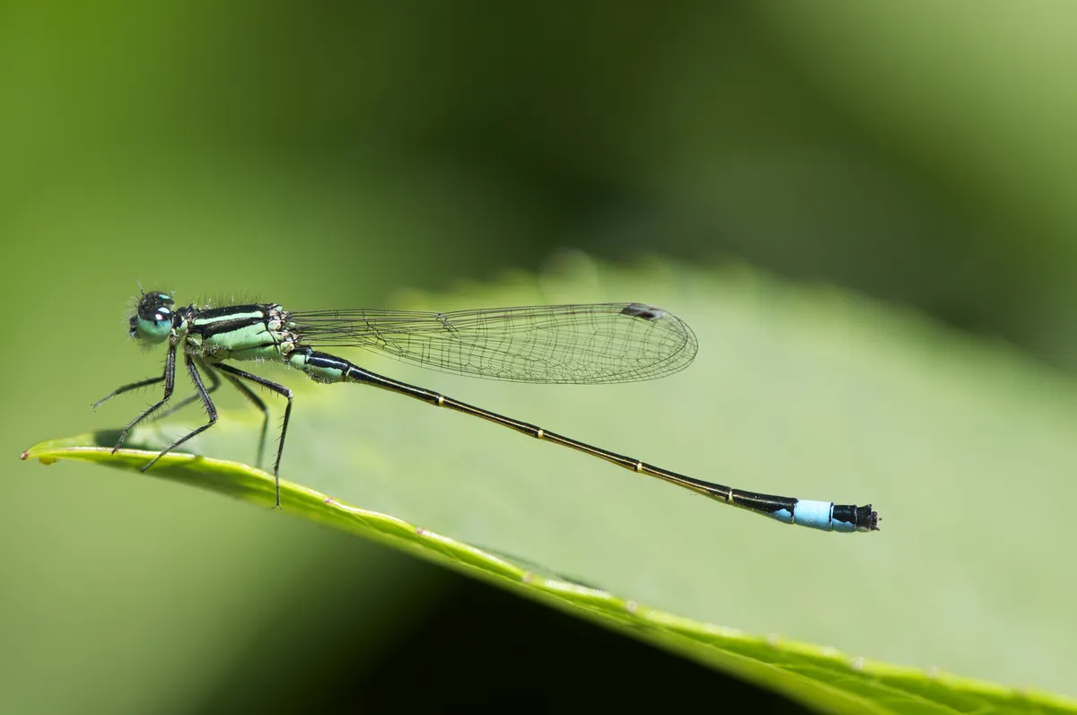 Common Bluetail
