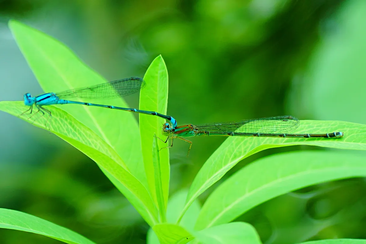 Common Bluetail