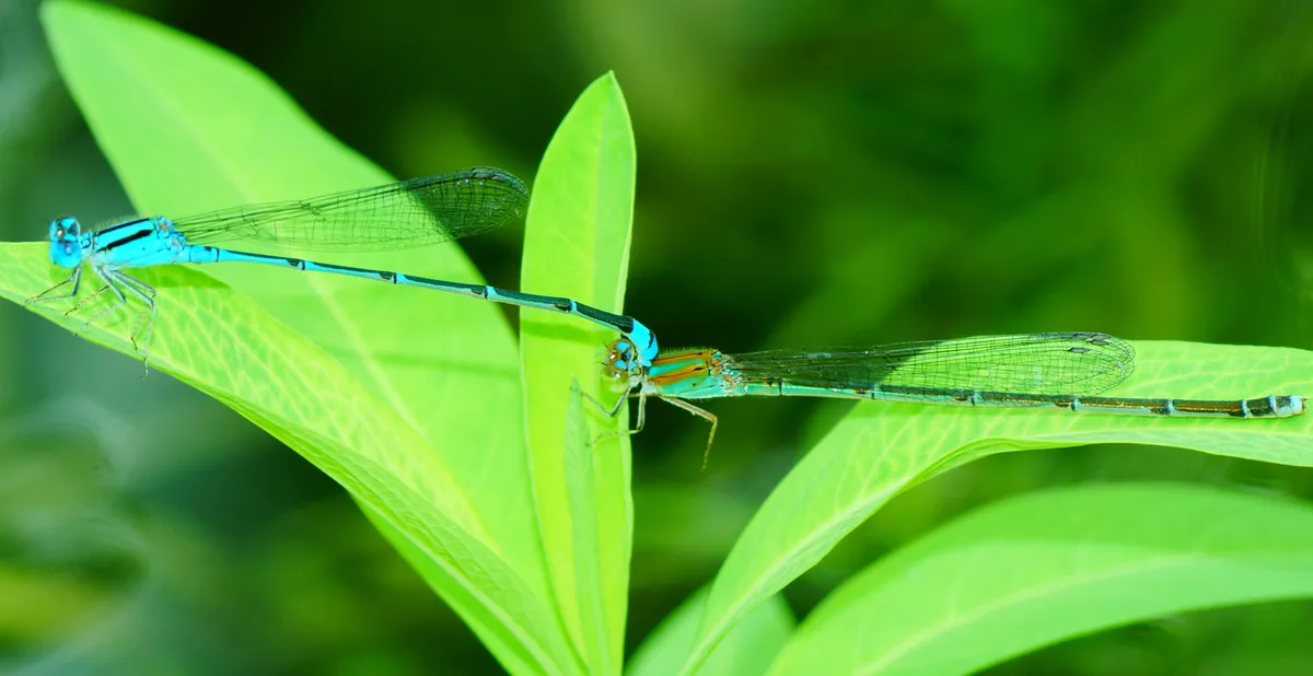 Common Bluetail