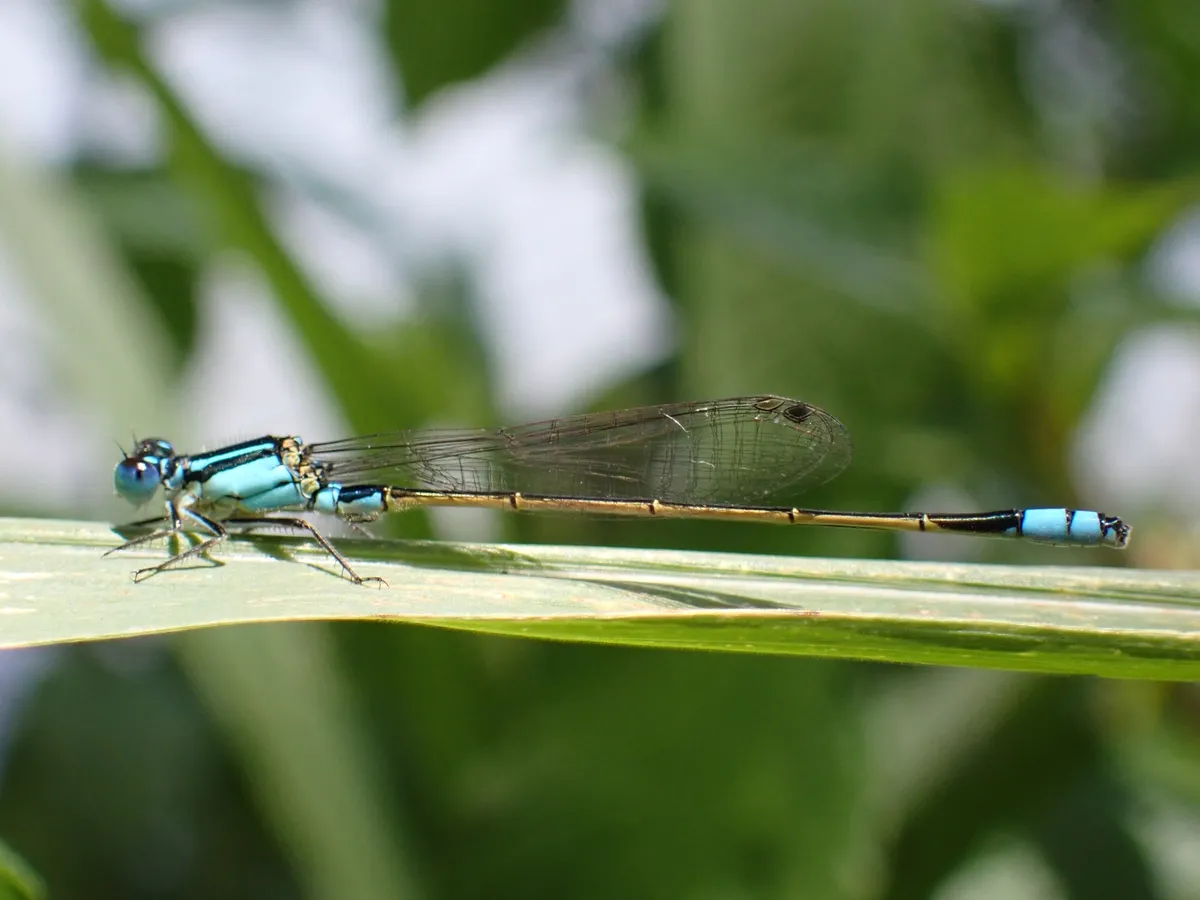 Common Bluetail