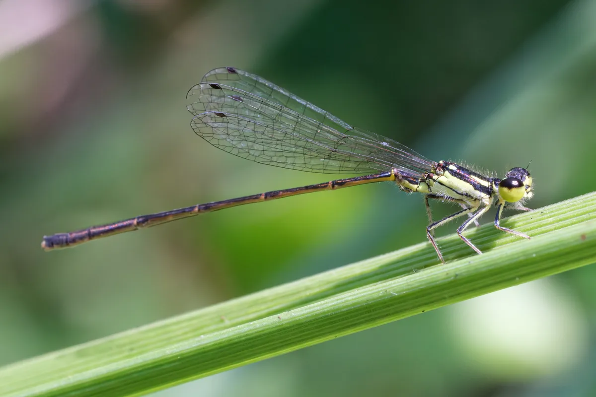 Fragile forktail