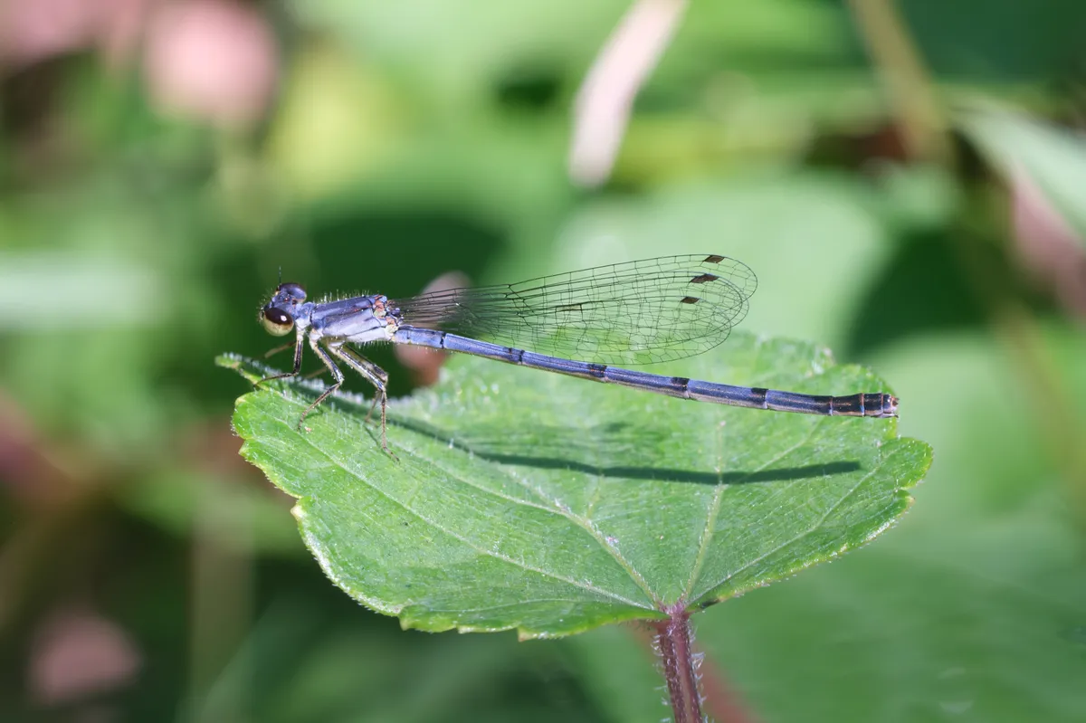 Fragile forktail