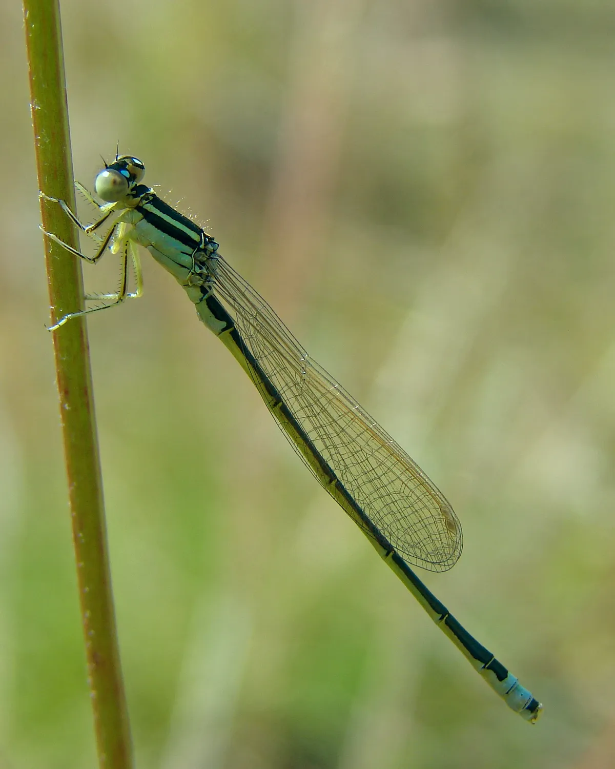 Scarce Blue-tailed Damselfly