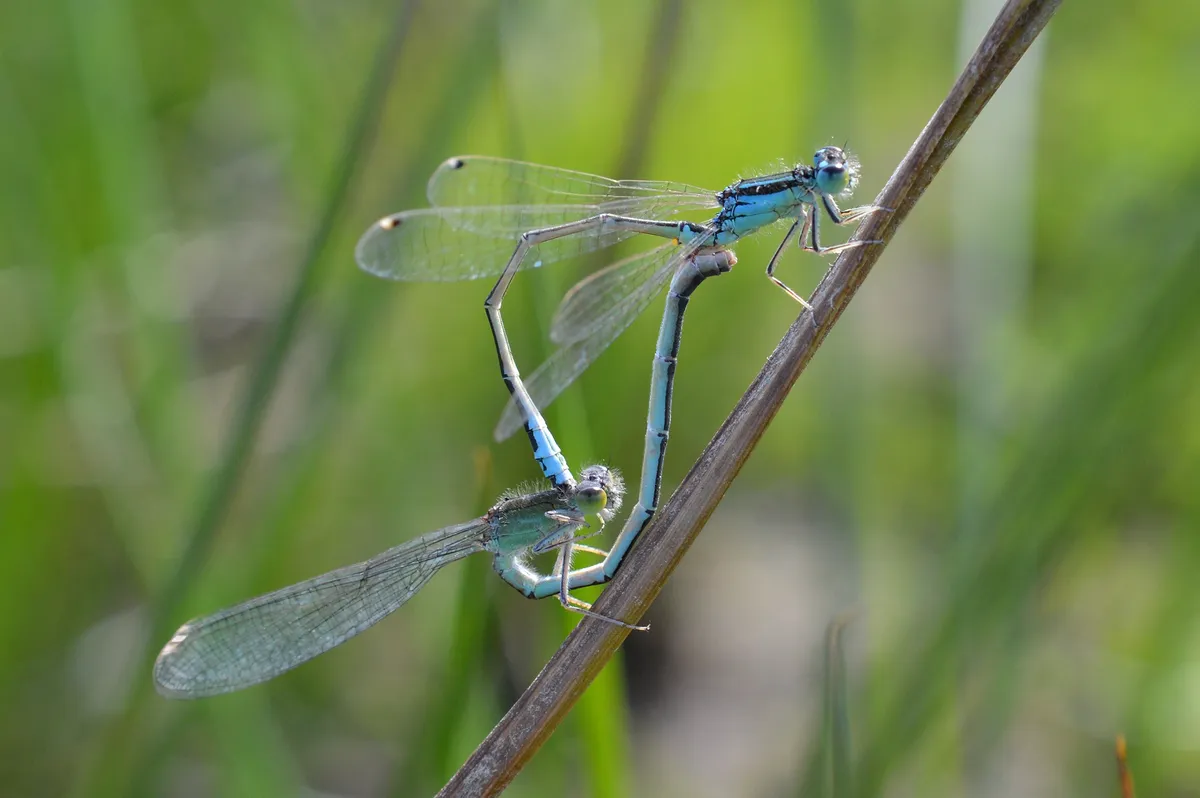 Scarce Blue-tailed Damselfly