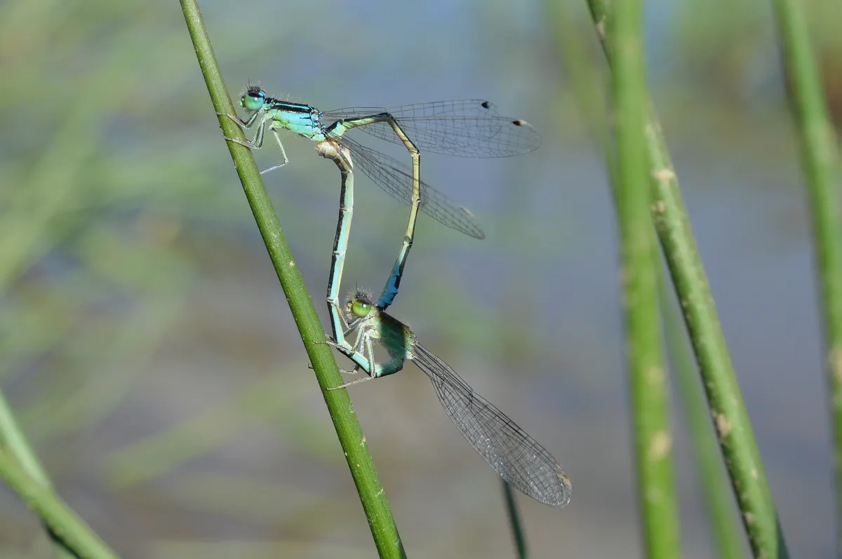 Scarce Blue-tailed Damselfly