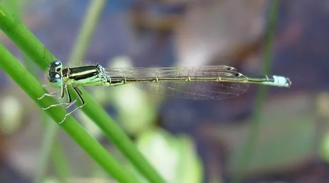 Scarce Blue-tailed Damselfly