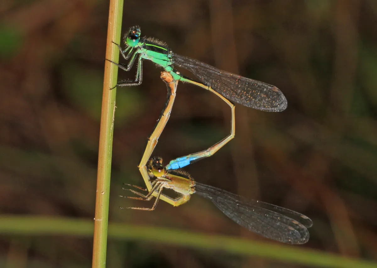 Caballito del diablo de Rambur