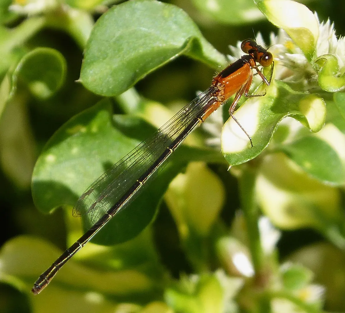 Caballito del diablo de Rambur