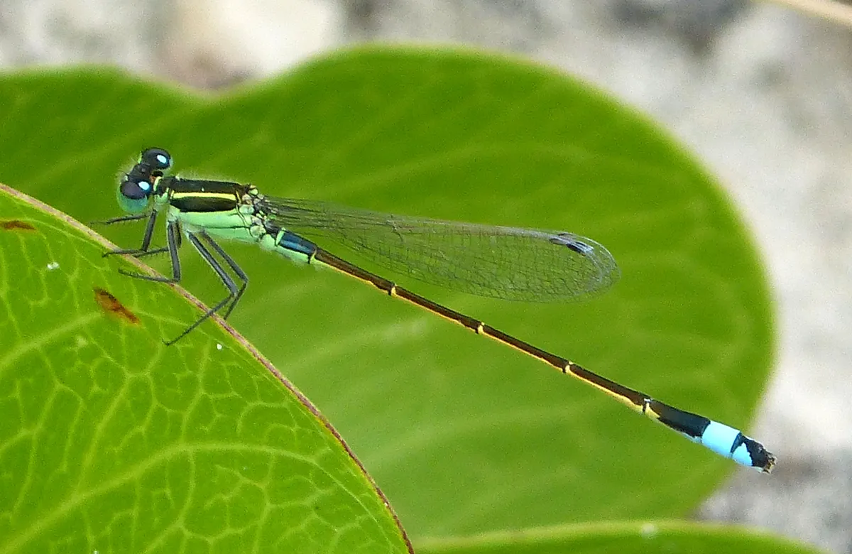 Caballito del diablo de Rambur