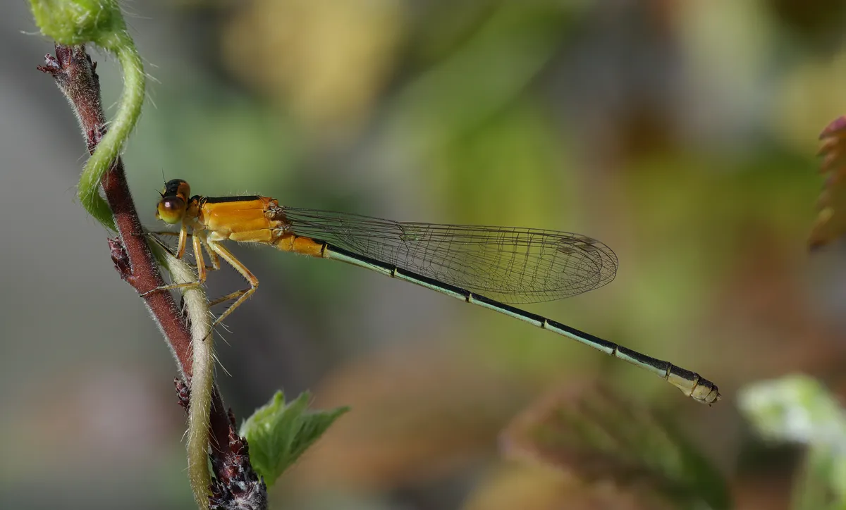 Tropical Bluetail