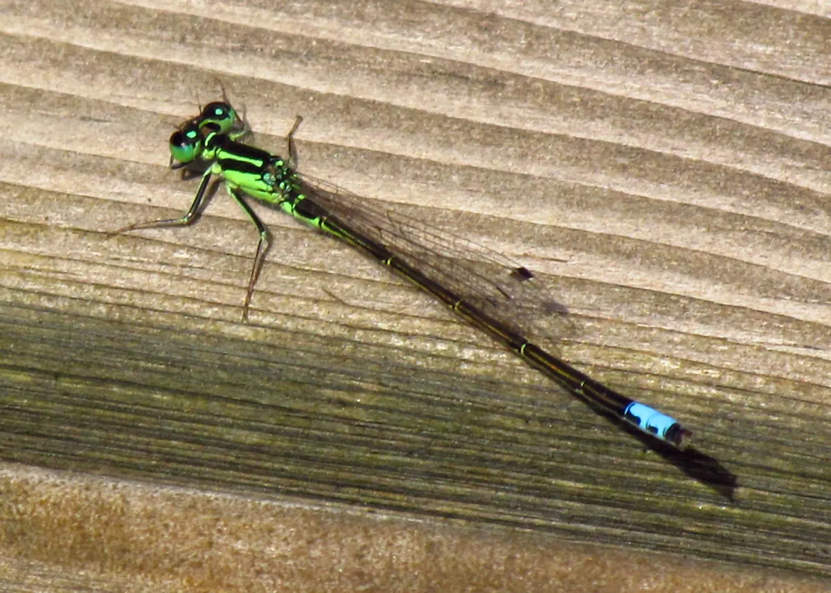 Eastern Forktail