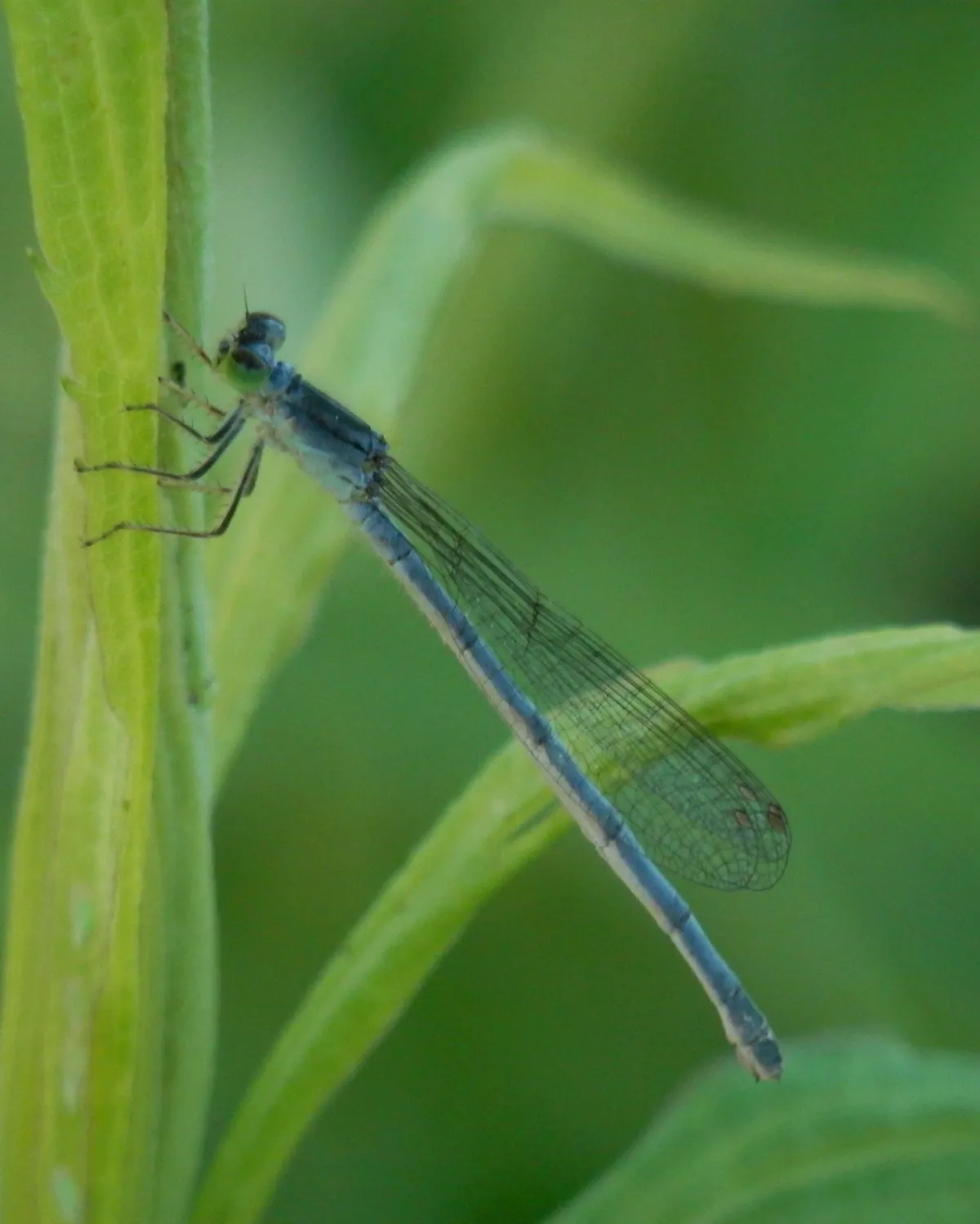 Eastern Forktail