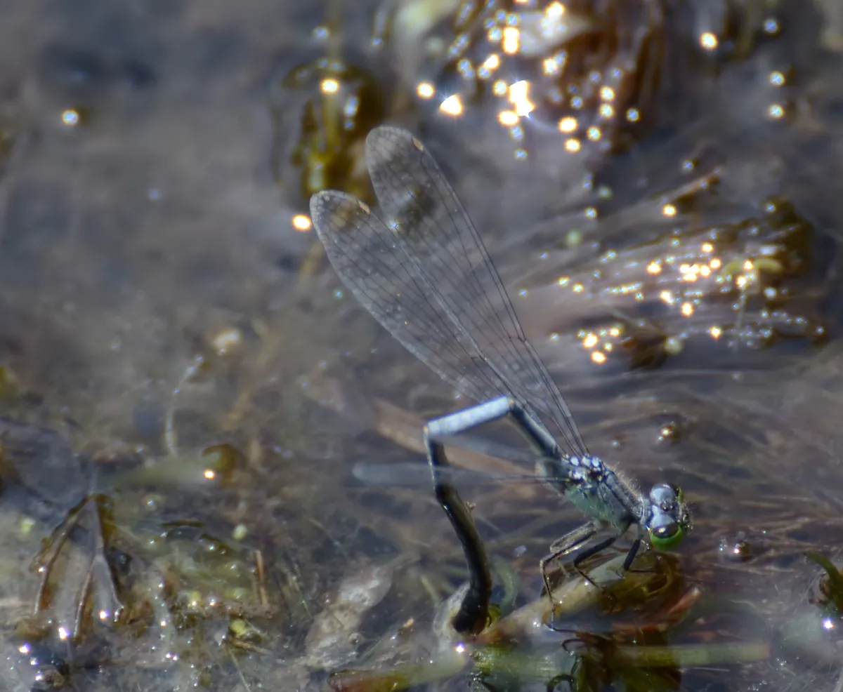 Eastern Forktail