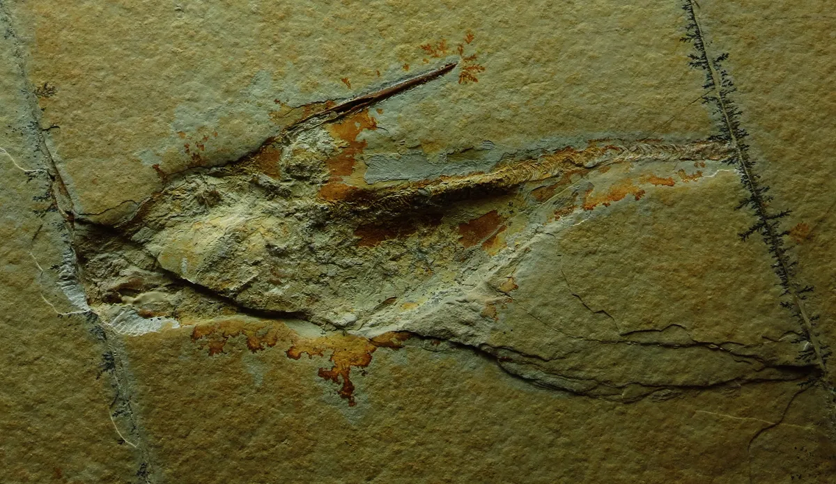 Quimera de Quenstedt