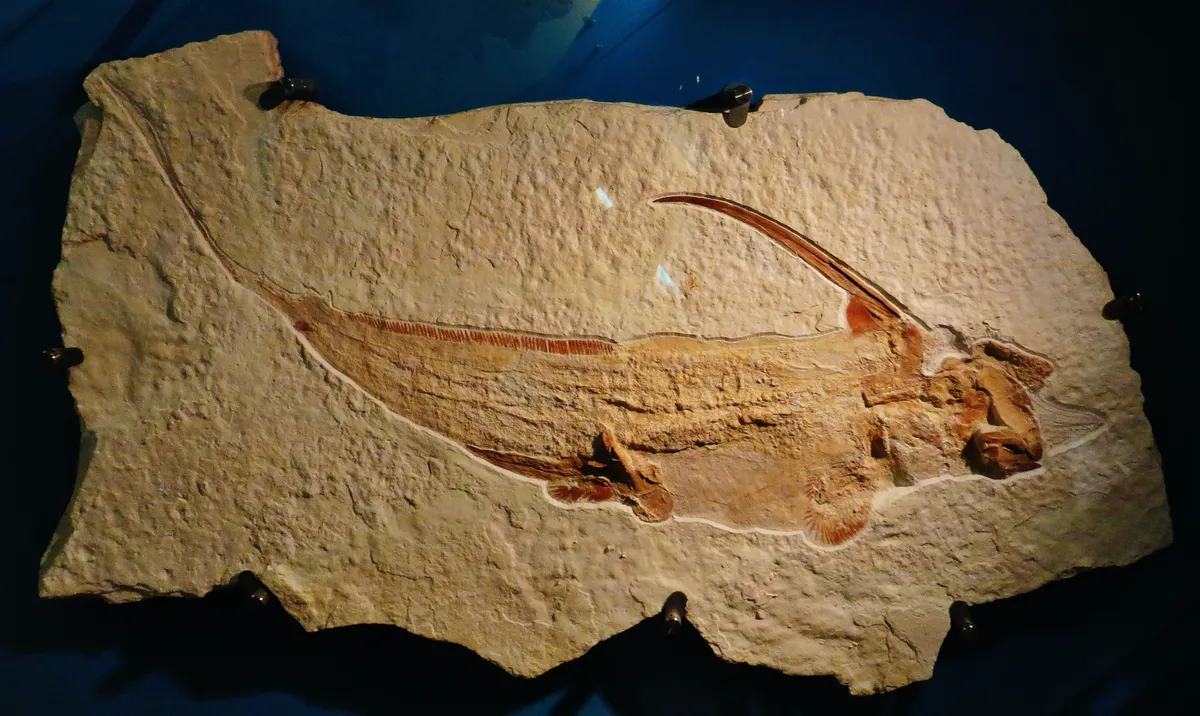 Quimera de Quenstedt