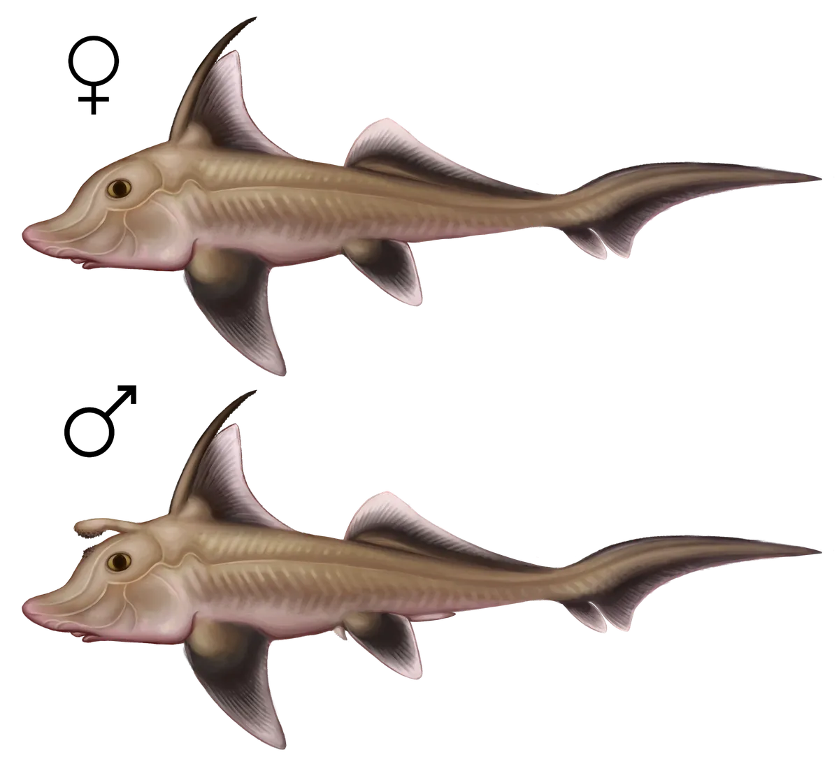 Quimera de Quenstedt