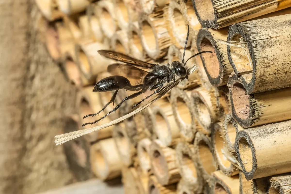 Mexican Mud Dauber
