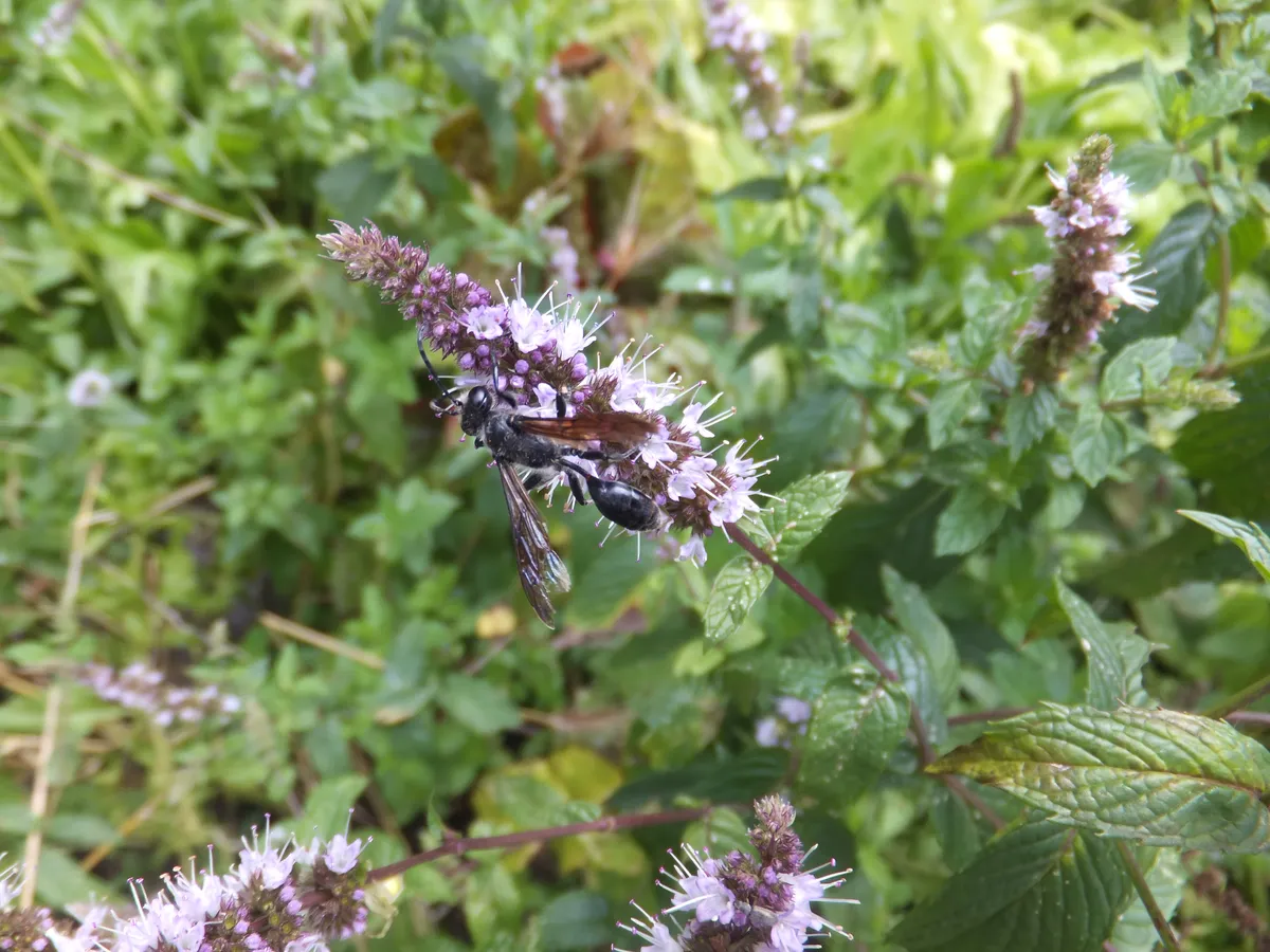 Mexican Mud Dauber