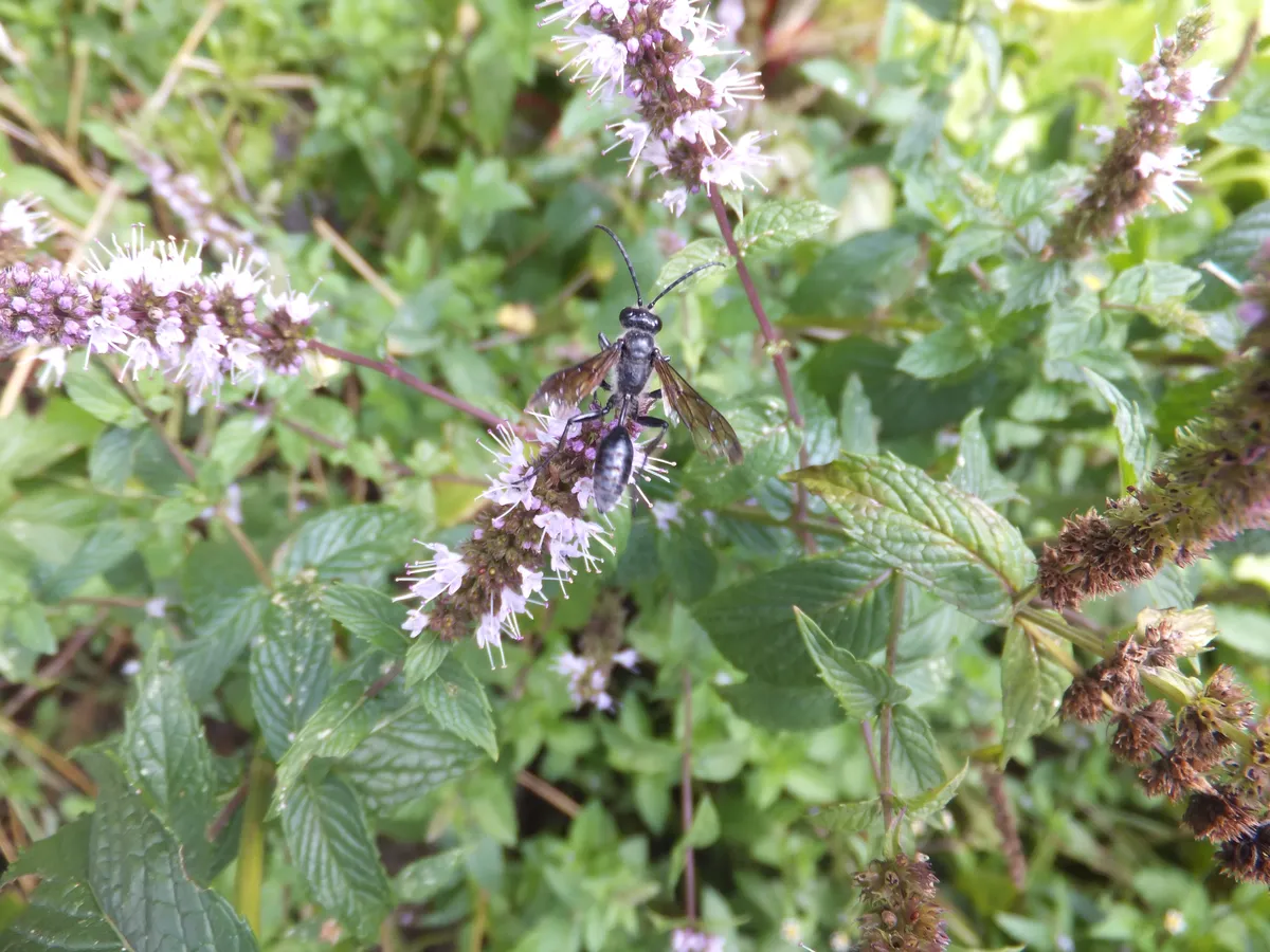 Mexican Mud Dauber