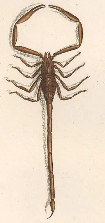 Escorpión Manchado de Corteza
