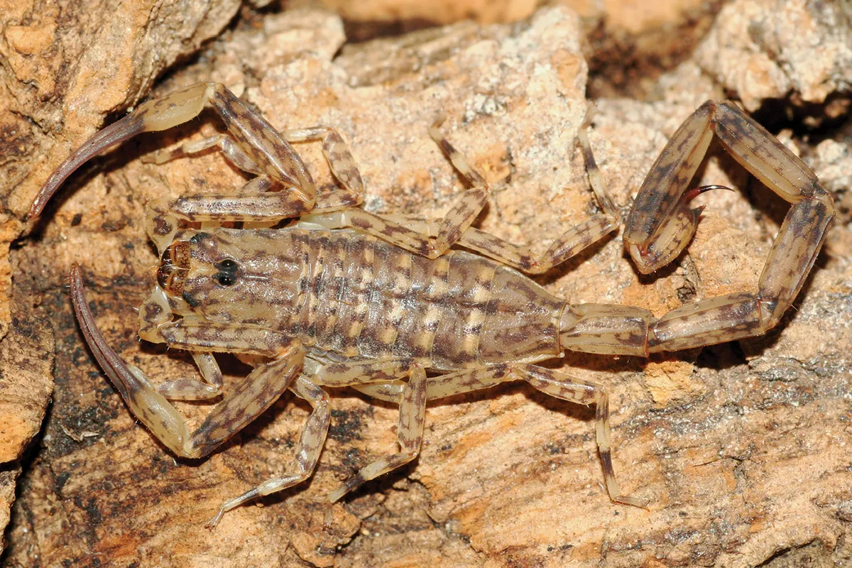 Escorpión Manchado de Corteza