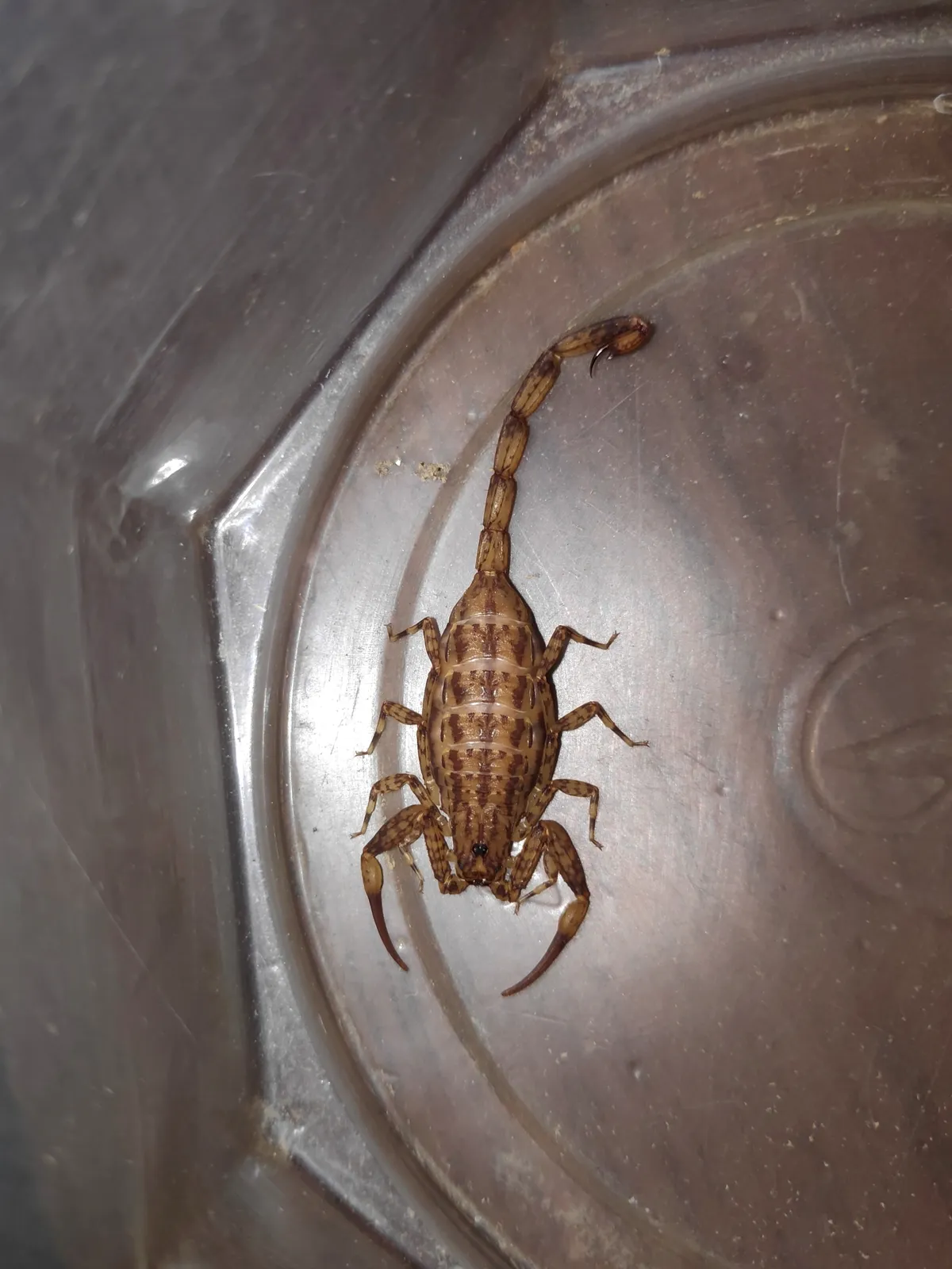 Escorpión Manchado de Corteza