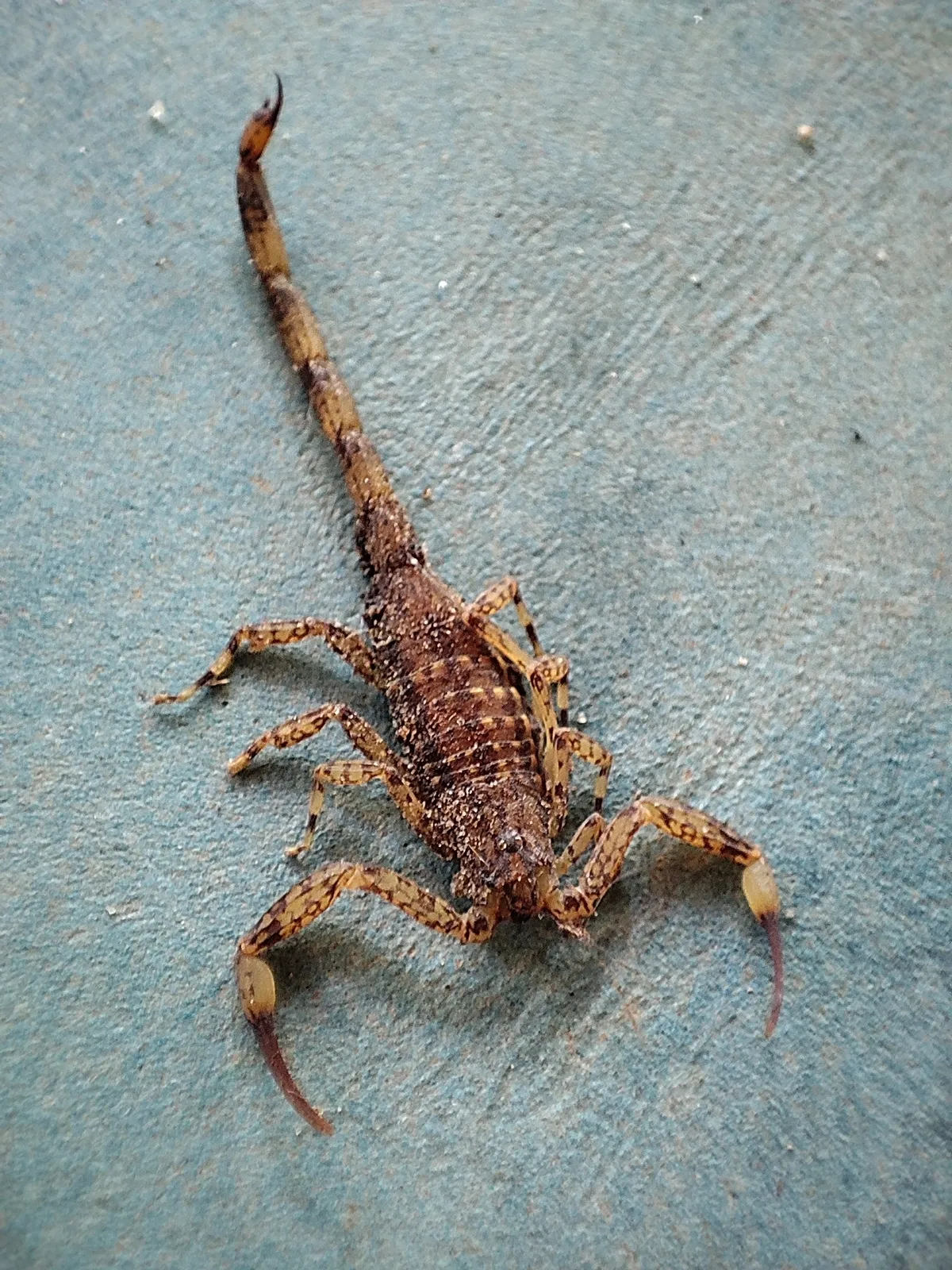 Escorpión Manchado de Corteza