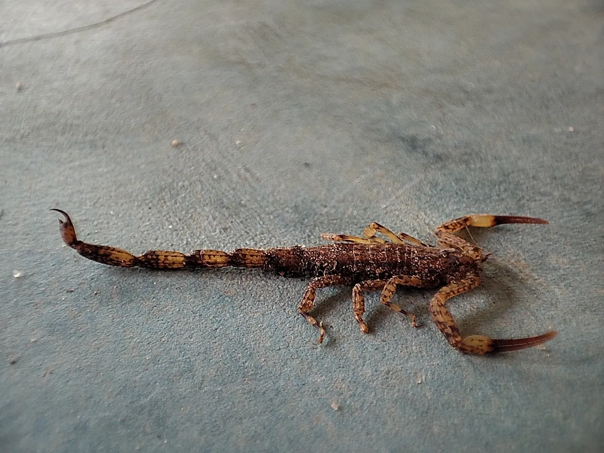Escorpión Manchado de Corteza