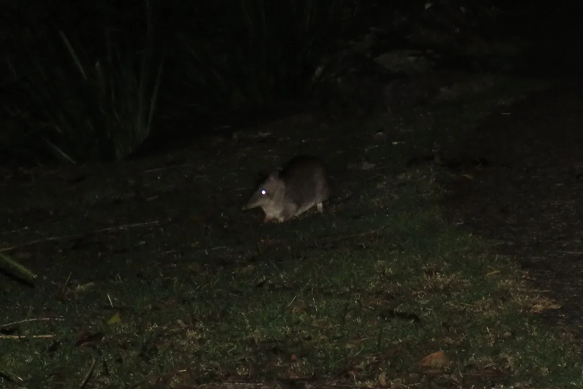Bandicut Marrón del Norte