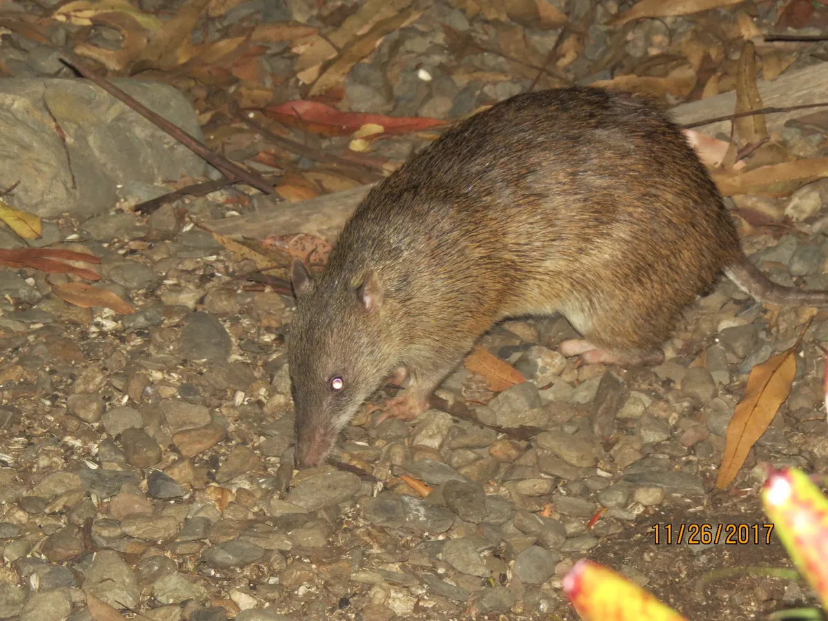 Bandicut Marrón del Norte