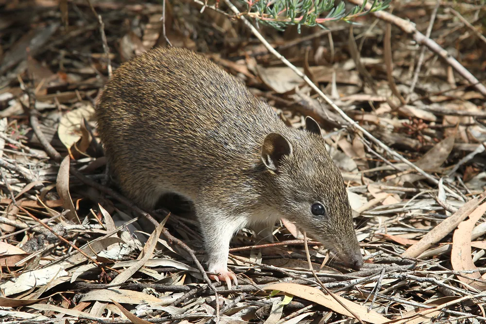 Southern Brown Bandicoot