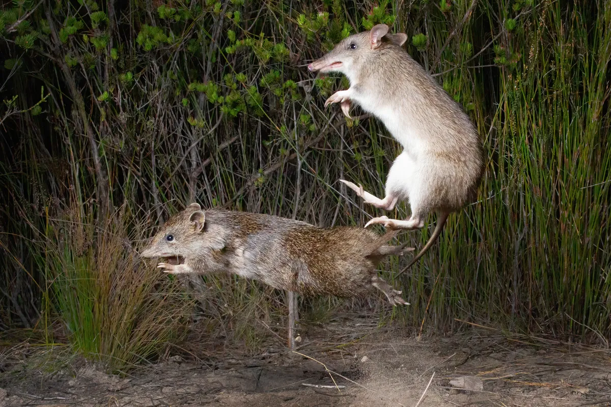 Southern Brown Bandicoot