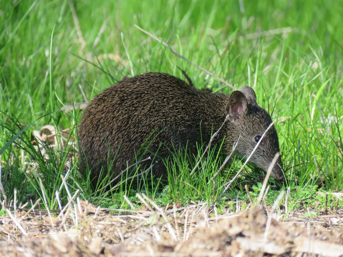 Southern Brown Bandicoot