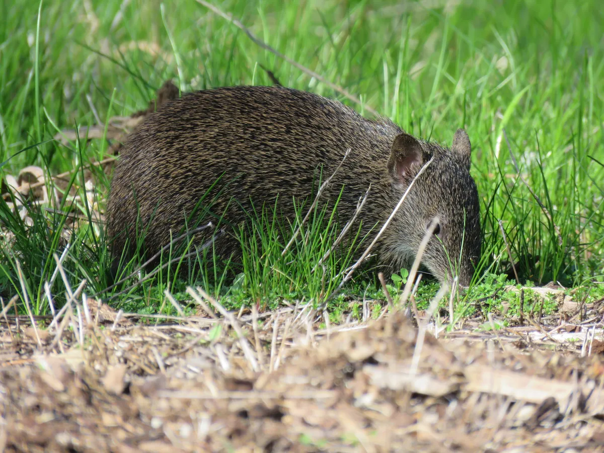 Southern Brown Bandicoot