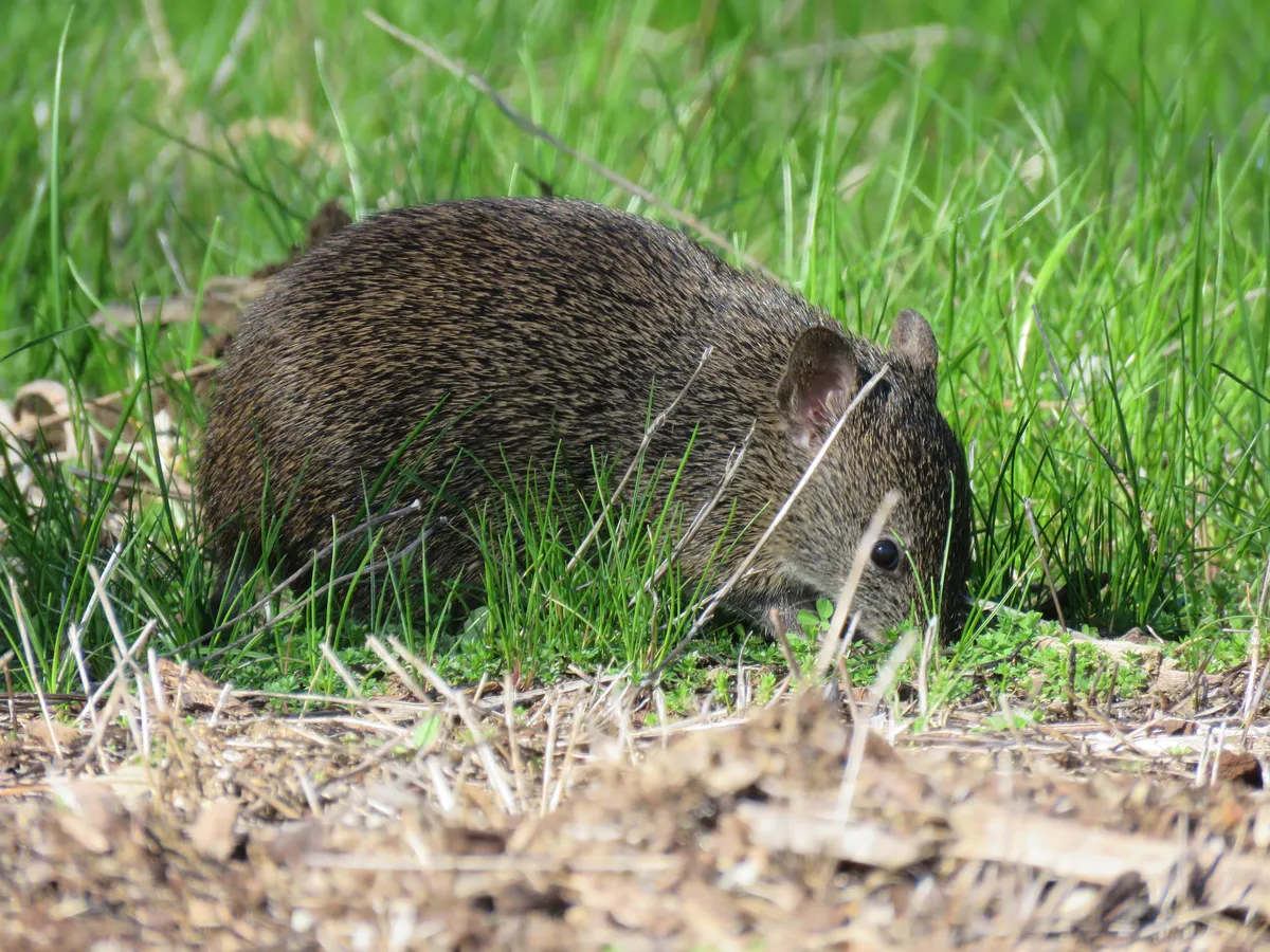 Southern Brown Bandicoot