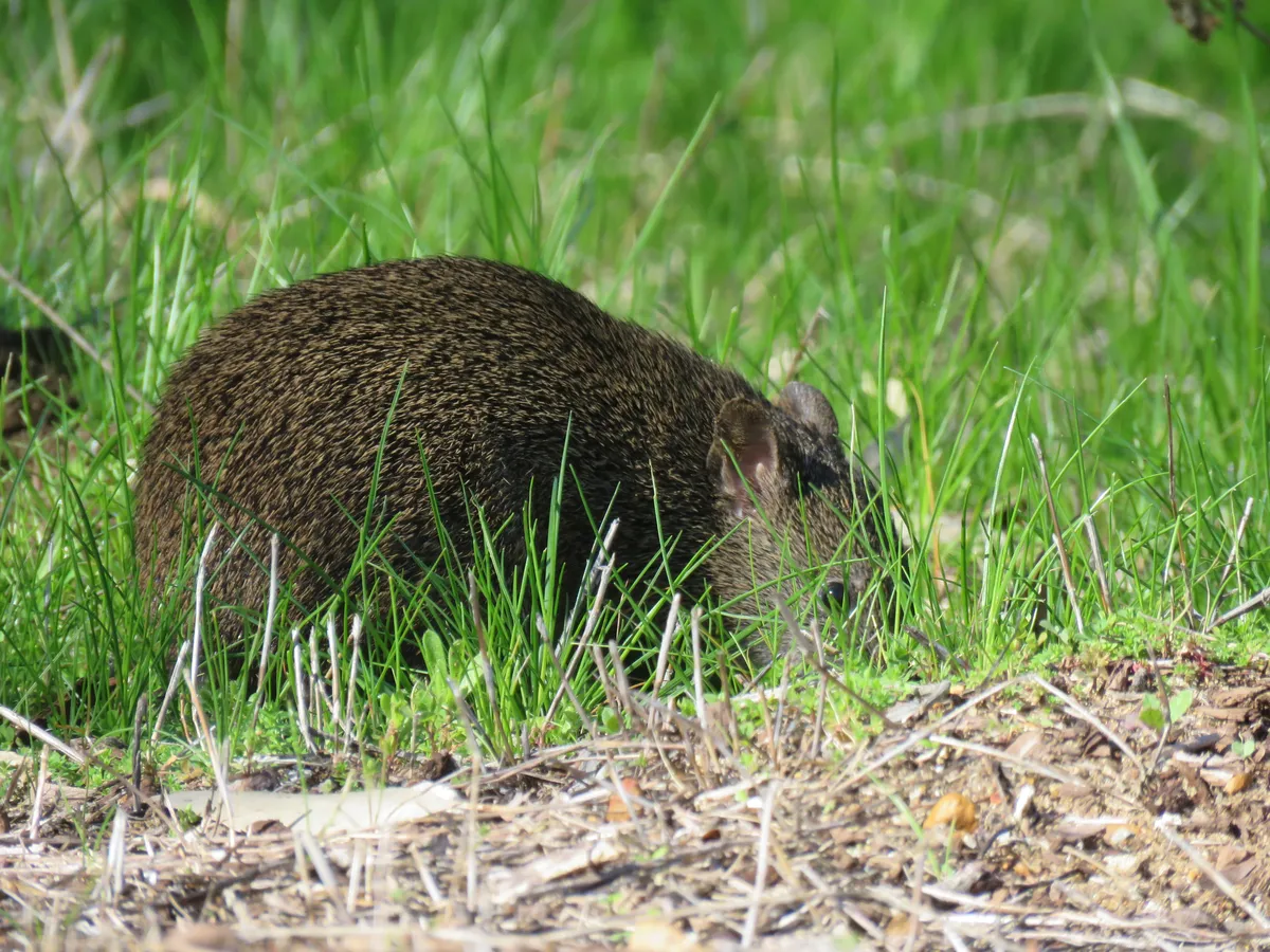 Southern Brown Bandicoot