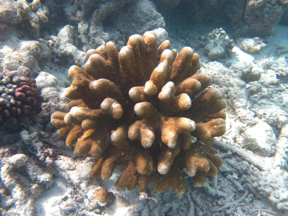 Coral de Cuenco de Captura