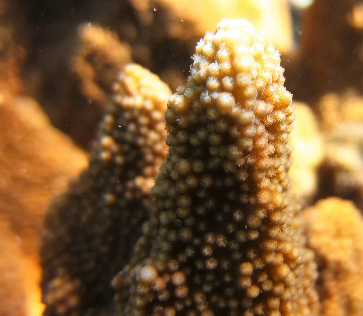 Coral de Cuenco de Captura