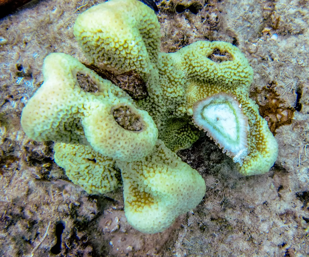 Coral de Cuenco de Captura