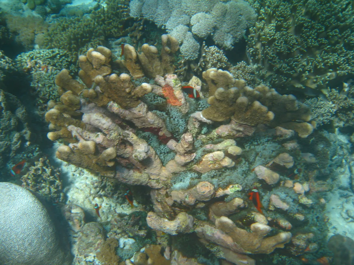 Coral de Cuenco de Captura