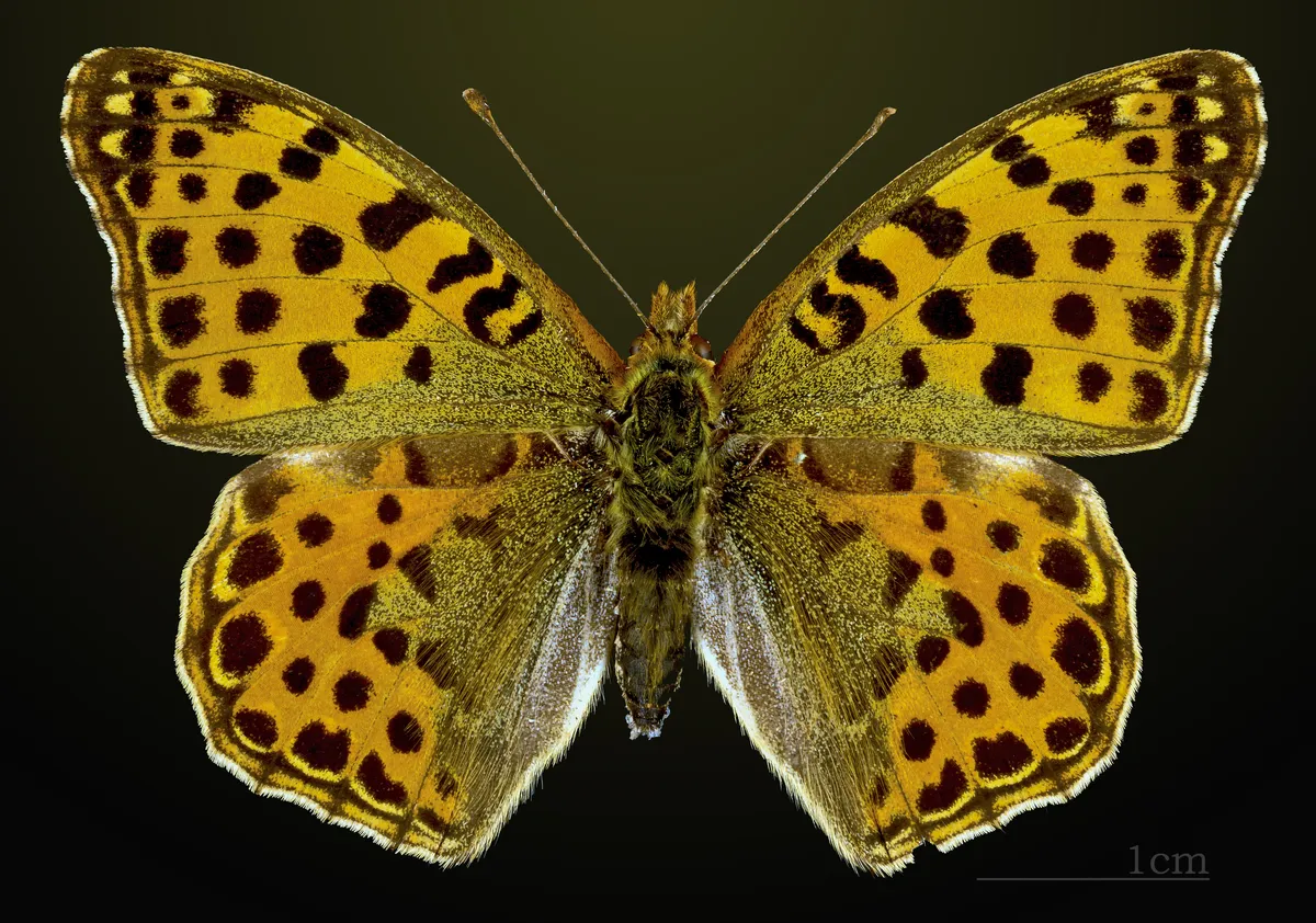 Queen of Spain Fritillary