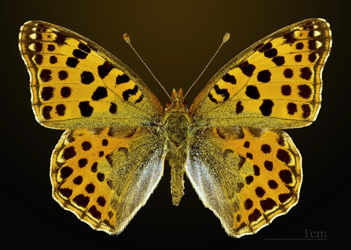 Queen of Spain Fritillary