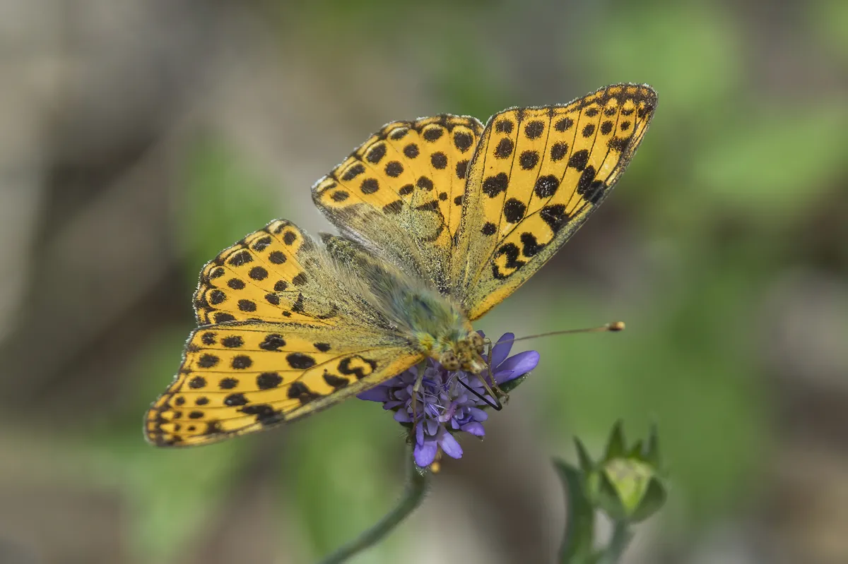 Queen of Spain Fritillary