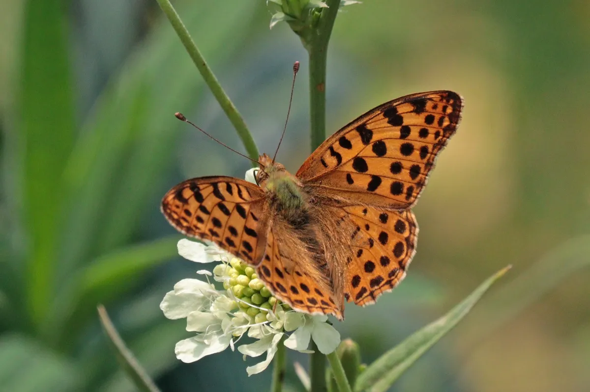 Queen of Spain Fritillary