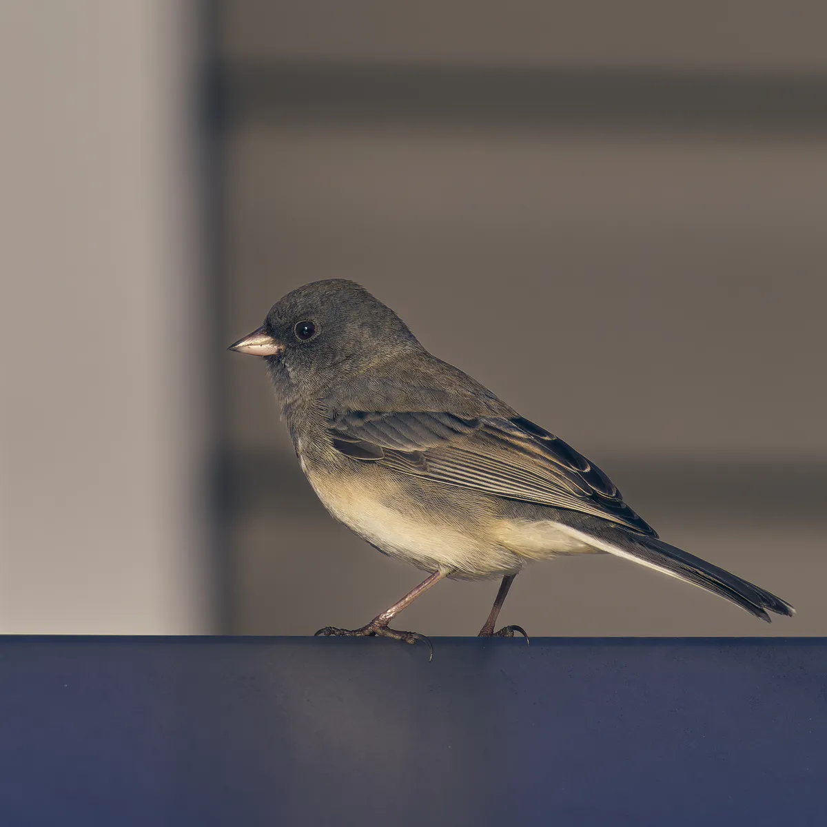 Dark-eyed Junco
