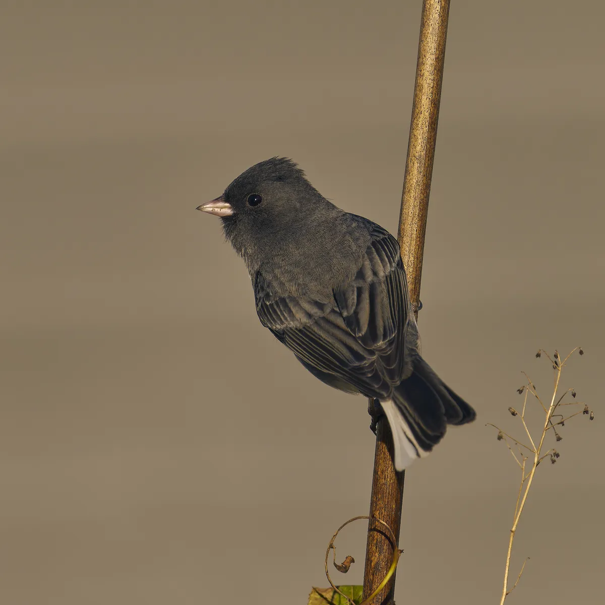 Dark-eyed Junco